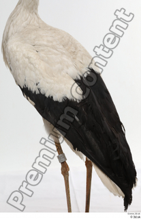 Black stork back body wing 0003.jpg